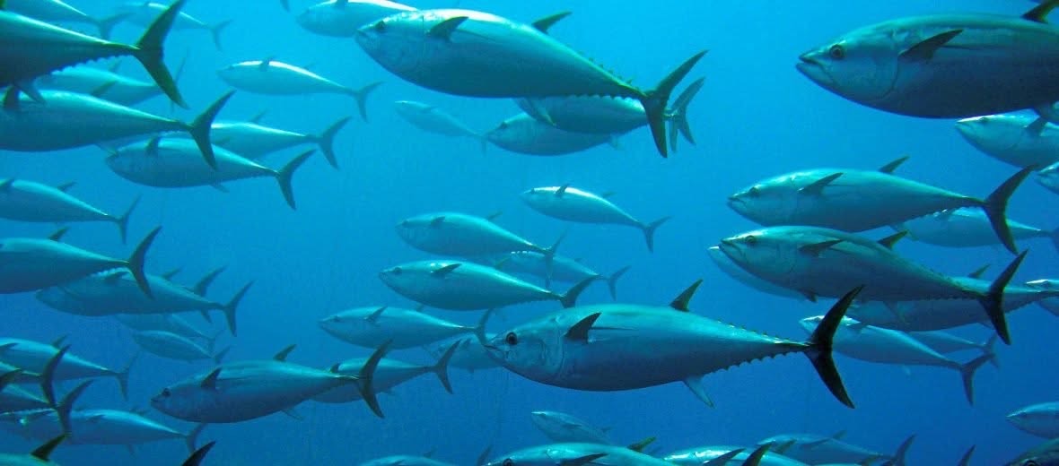 A school of tuna swimming in open ocean